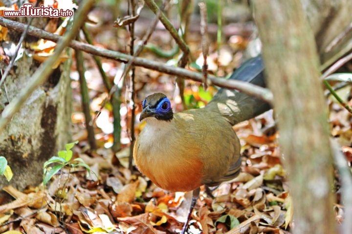 Un coua gigante, una specie di fagiano del Madagascar