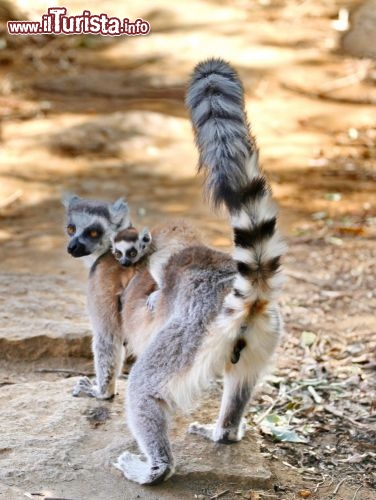 Un Lemure 
