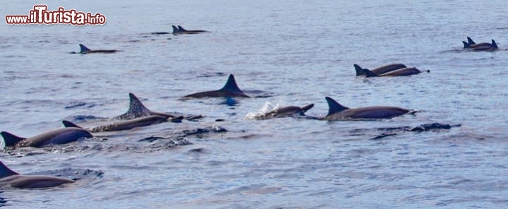 Delfini intorno all'isola di Nosy Iranja