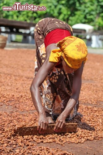 La lavorazione del cacao nella piantagione Millot