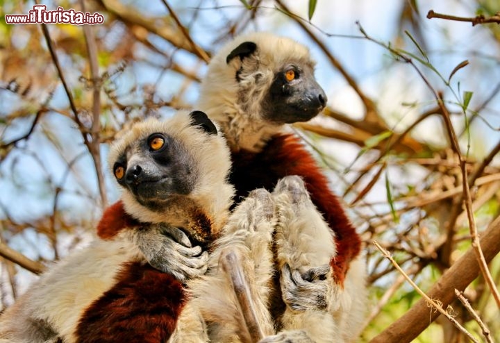 Lemuri nel nord del Madagascar