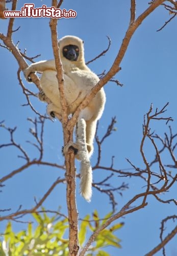 Lemure sifaka