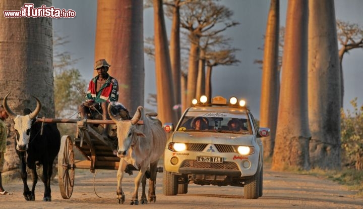 Viale dei baobab nei pressi di Morondava, Madagascar