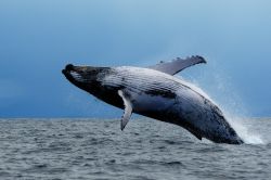 Le Megattere si chiamano in inglese humpback ...