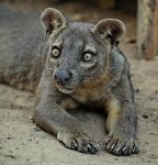 I fossa sono i pi grandi carnivori predatori ...