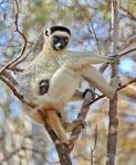 I lemuri sono le scimmie del Madagascar, caratteristici ...