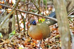 Un coua gigante, una specie di fagiano del Madagascar ...