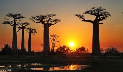I baobab nei dintorni di Morondava in Madagascar ...