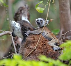 i Lemuri Catta