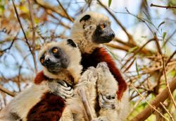 Lemuri nel nord del Madagascar