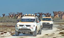 Pick up fra gli alberi bottiglia in Madagascar ...