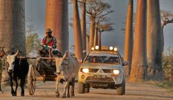 Viale dei baobab nei pressi di Morondava, Madagascar ...