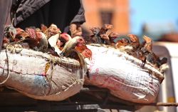 Un carico di polli destinato al mercato malgascio ...