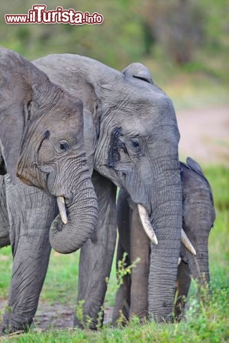 Una famiglia di elefanti nel parco di Masai Mara - copyright Donnavventura