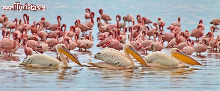 Fenicotteri e pellicani sul Lake Nakuru in Kenya - copyright Donnavventura