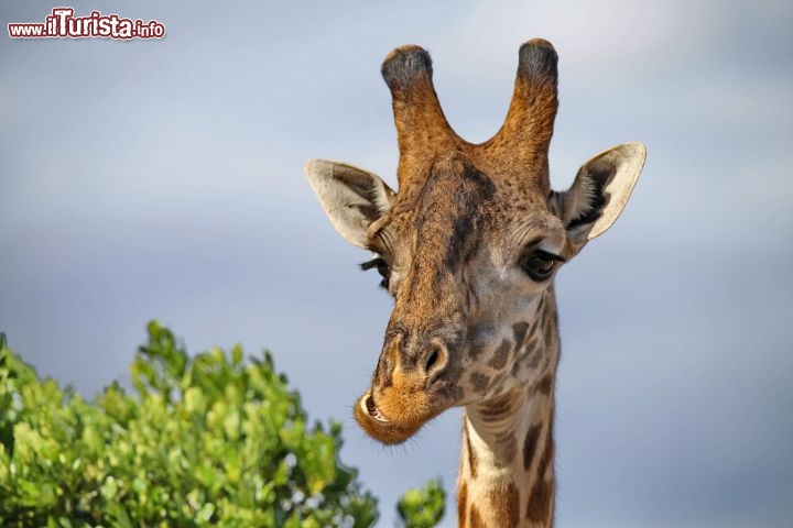 Primo piano di giraffa nel Masai Mara - copyright Donnavventura
