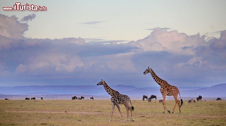 La Giraffe nella savana del parco Masai Mara - copyright Donnavventura