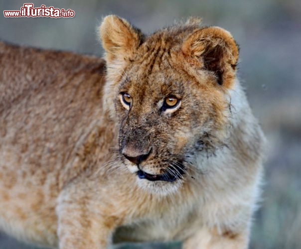 Leoncino nel parco Masai Mara - copyright Donnavventura