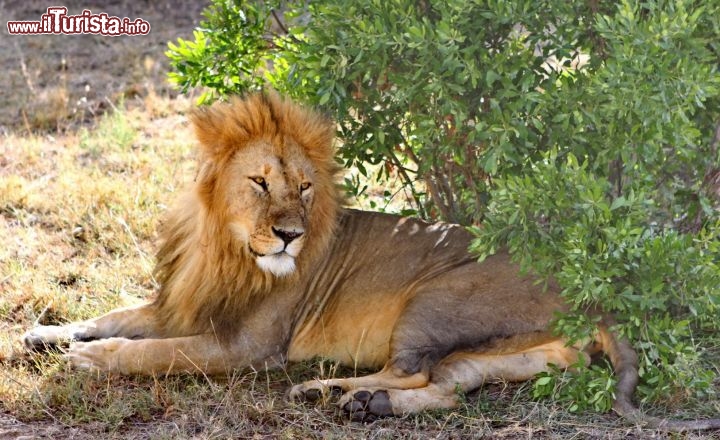 Leone maschio nel parco Masai Mara - copyright Donnavventura