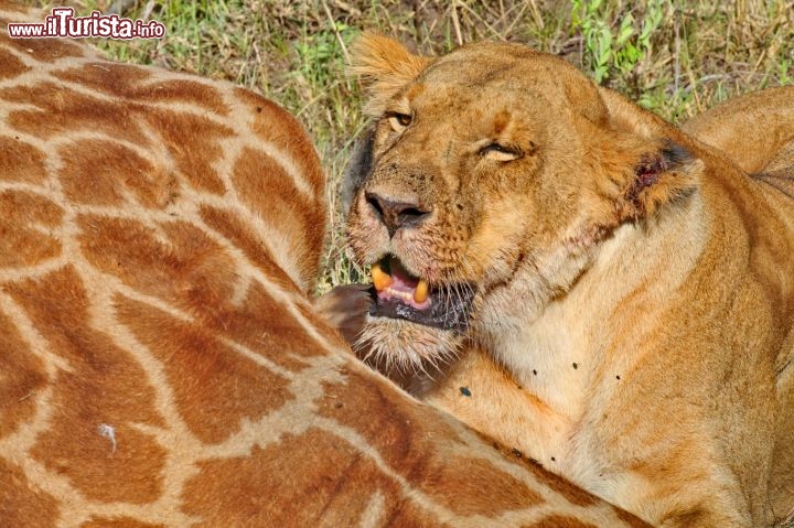 Una Leonessa divora una giraffa nel parco di Masai Mara - copyright Donnavventura