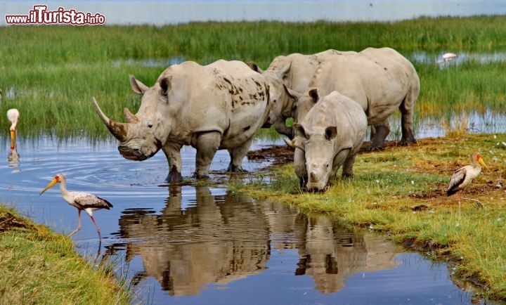 Rinoceronti si abbeverano sulle sponde del Lago Nakuru - copyright Donnavventura