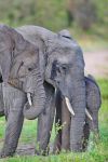 Una famiglia di elefanti nel parco di Masai Mara ...