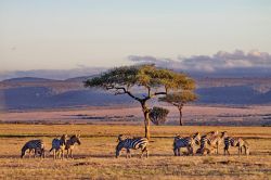 Zebre all'alba al Masai Mara - copyright Donnavventura ...