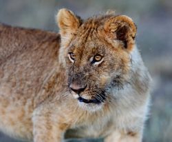 Leoncino nel parco Masai Mara - copyright Donnavventura ...