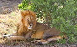 Leone maschio nel parco Masai Mara - copyright ...