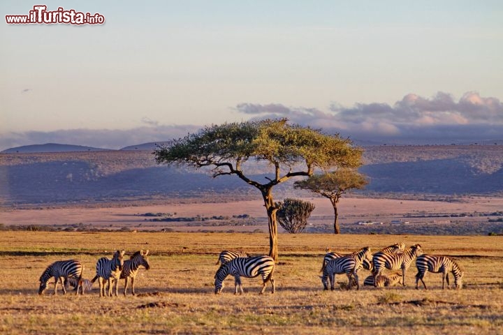 Zebre all'alba al Masai Mara - copyright Donnavventura