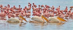 Fenicotteri e pellicani sul Lake Nakuru in Kenya ...