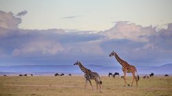 La Giraffe nella savana del parco Masai Mara ...