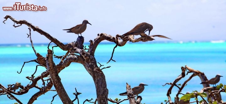 Il Birdwatching si pratica con successo a Mauritius e Rodrigues