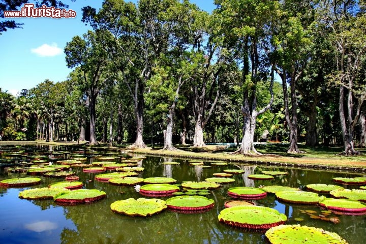 Le Ninfee giganti di mauritius