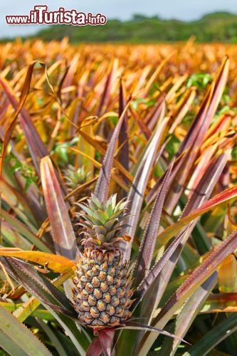 Piantagione di Ananas