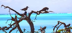 Il Birdwatching si pratica con successo a Mauritius ...