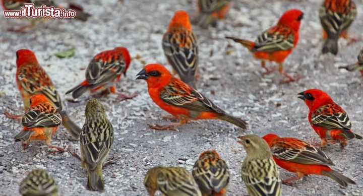 Uccelli colorati a Praslin  - copyright Donnavventura