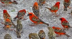 Uccelli colorati a Praslin  - copyright Donnavventura ...