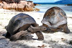 Le Tartarughe giganti di Aldabra  - copyright ...