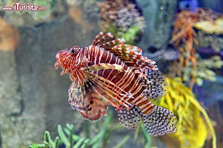 Un pesce scorpione all'interno dell'acquario dentro al Dubai Mall