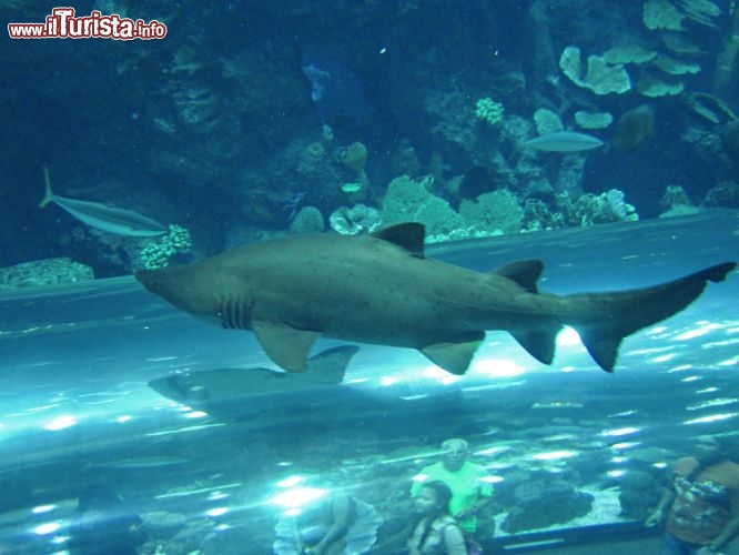 Squalo toro Acquario Dubai