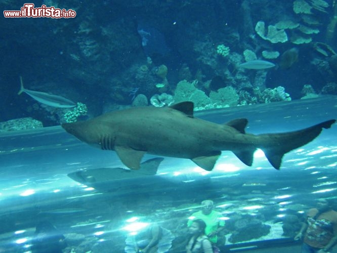 Squalo toro Acquario Dubai