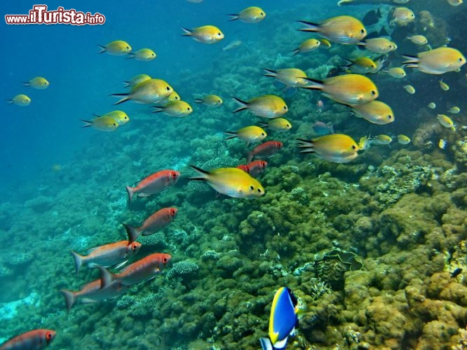 I magici fondali delle Maldive