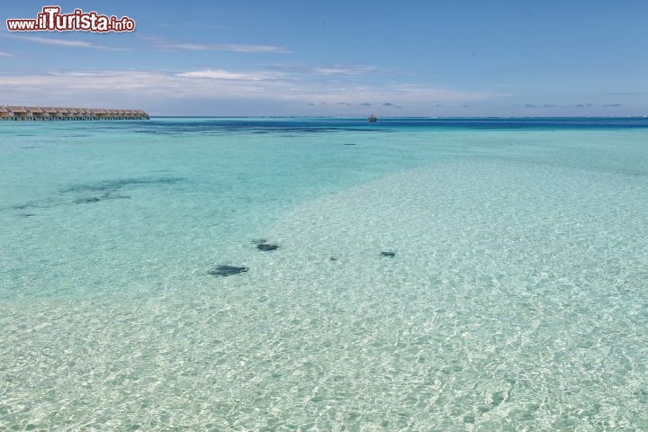 Maldive l dove l'acqua  cristallina