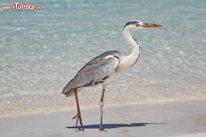 Un airone alle Maldive in caccia di qualche pesce