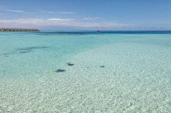 Maldive l dove l'acqua  cristallina