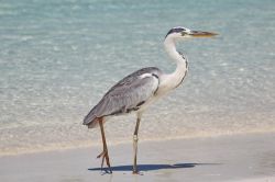 Un airone alle Maldive in caccia di qualche pesce ...