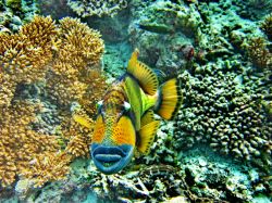 Un pesce Balestra Titano: il trigger fish se ...