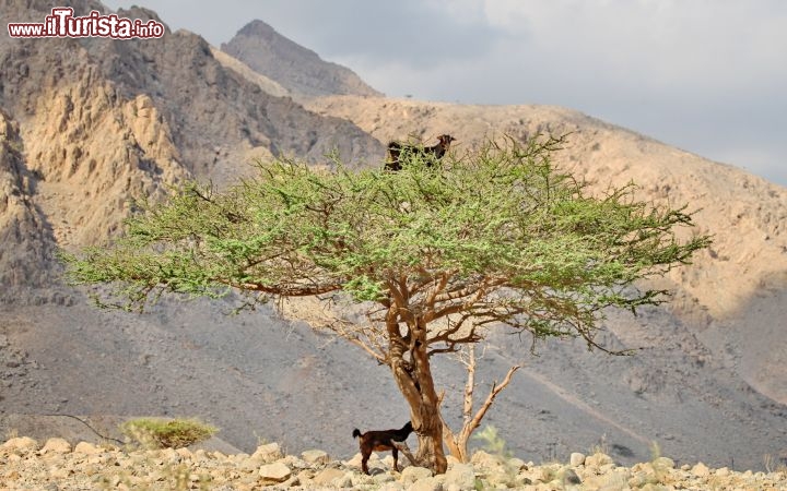 Una capretta sopra all'acacia in Oman