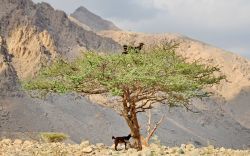 Una capretta sopra all'acacia in Oman